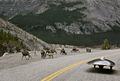XOF1 passing a herd in the mountains.jpg